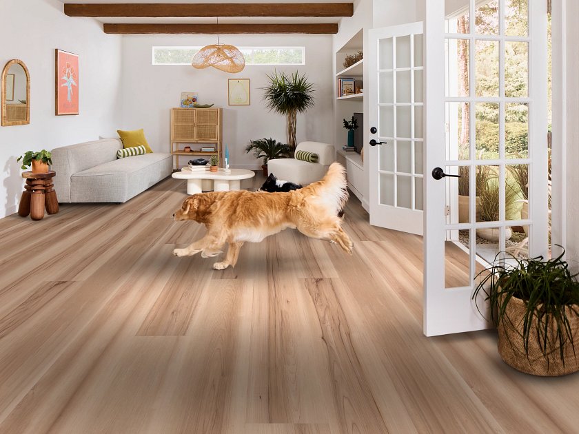 Shaw Pet Perfect Briard: Ecru Maple Luxury Vinyl Plank With Attached Pad 3128V 07389 Room Scene