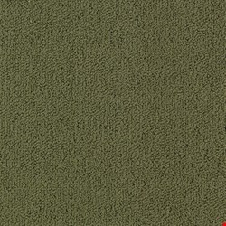 Shaw Color Accents: Ivy 24