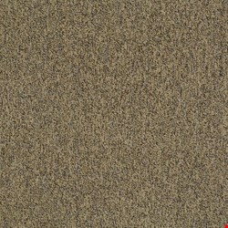 Shaw Multiplicity: Abundance 24