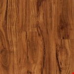 Gold Coast Acacia VV023-00201