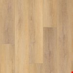 Canterbury Elm VV488-02093